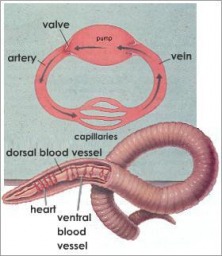 Worms - AP BIOLOGY MATRIX